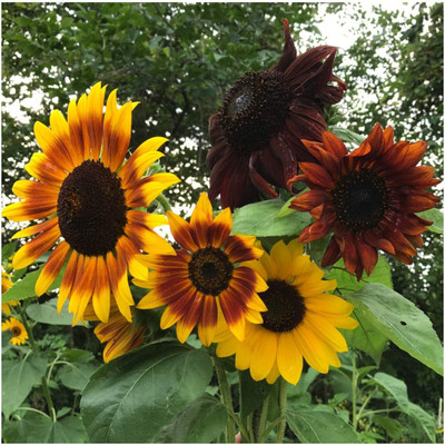 VibeX ® VMR-368 Sunflower Seed Packet Favors Seed(200 per packet)