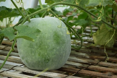 GREENSEA Ash Gourd, Winter Melon Seed(32 per packet)