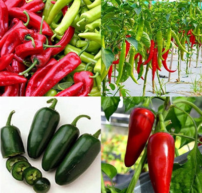 ibains Black chilli seeds beez 32 Seed(32 per packet)