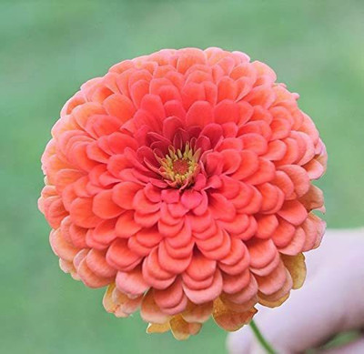 CYBEXIS Coral Beauty Zinnia Seeds Seed(1 g)