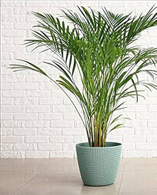 ibains erica palm seeds Seed(67 per packet)