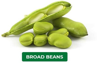 Avysa Broad Beans बाकला फली Vegetable Seed(25 per packet)