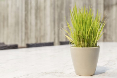 Qualtivate LX-233 Lemon Grass Plant Seeds Seed(500 per packet)