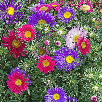 KANAYA Aster Double Mix Flower Seed(22 per packet)