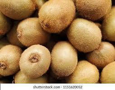 XOLDAA KIWI HYBRID F1 QUALITY FRUIT Seed(24 per packet)