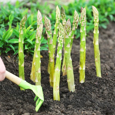 KNESSiN VXI-7 Asparagus Seed(100 per packet)