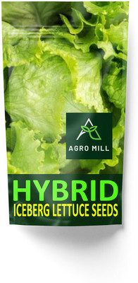 AGRO MILL HYBRID F1 PREMIUM QUALITY ICEBERG LETTUCE/SALAD PATTA FOR HOME KITCHEN GARDEN Seed(40 per packet)