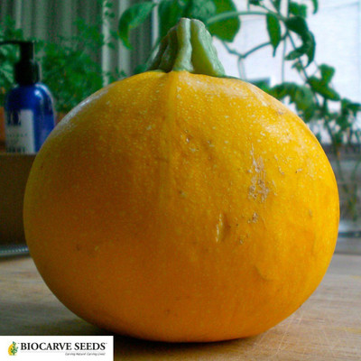 KNESSiN Squash Globe Round Yellow[100 Seeds] Seed(100 per packet)