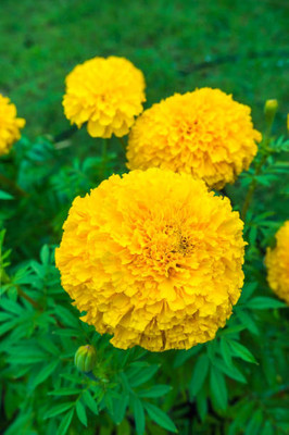 PRATEEBHA TRADERS marigold/gende ka phool flower seeds Seed(75 per packet)
