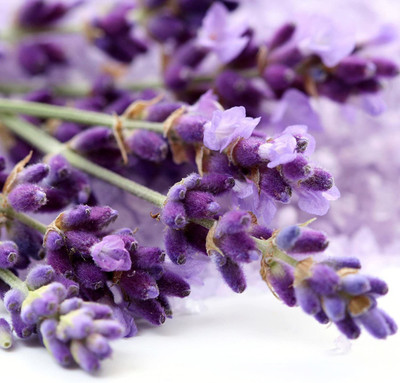 CYBEXIS LX-13 - Lavender (Lavandula angustifolia) - (250 Seeds) Seed(250 per packet)
