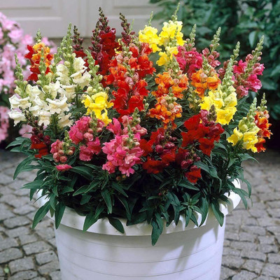 CYBEXIS Antirrhinum(Snapdragon) Mixed Color F1 Hybrid Seeds(60 Seeds) Seed(60 per packet)