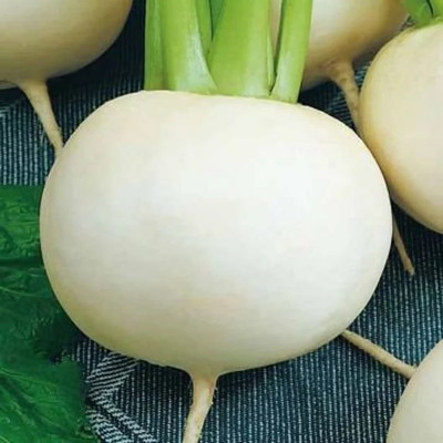 YEH Turnip Egg white Seed(120 per packet)
