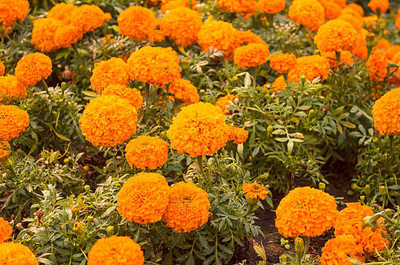 HOIVA marigold/gende ka phool flower seeds Seed(75 per packet)
