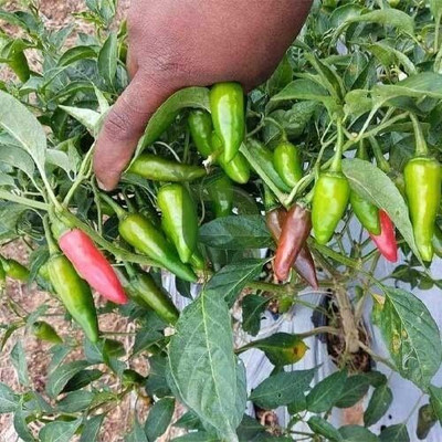 Arshiayat Bullet Chilli Seeds Seed(20 per packet)