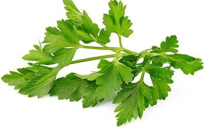 WILLVINE VVI-244 French Parsley CHERVIL Seeds Seed(500 per packet)