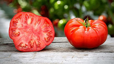 KANAYA Tamatar Seed(1000 per packet)