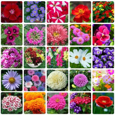 BISWAS 30 Variety Of Flower Seeds Combo Pack Seed(800 per packet)