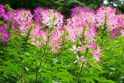 Aywal MIX CLEOME SPIDER Seed(70 per packet)