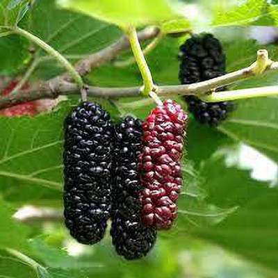 Oliver mulberry(shahatoot) fruit seeds Seed(67 per packet)