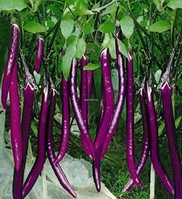 Aywal Aubergine Italian Violet Brinjal Seed(5 g)