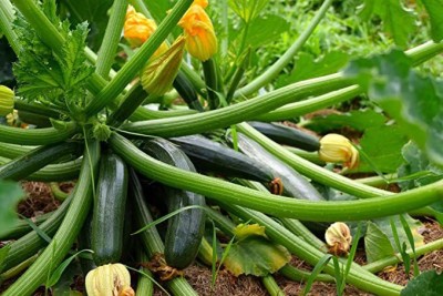 Aywal Imported Zucchini Green Hybrid Vegetable Seed(30 per packet)