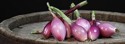 WILLVINE TLX-466 Onion - Long Torpedo Shaped Rose Seed(1000 per packet)