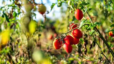 Modinity tomato Seed(115 per packet)