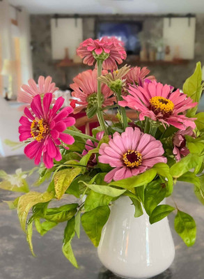 GREENSEA Hybrid Zinnia Flower Seed(37 per packet)