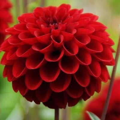 Seedshub Dahlia Flower seeds Seed(40 per packet)