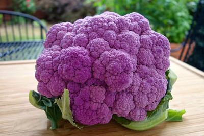 WILLVINE Seeds Cauliflower variety F1 Hybrid Vegetable (Purple)-[1000 Seeds] Seed(1000 per packet)