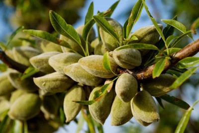 VibeX VVI-38 - Fresh Sweet Almond Tree - (90 Seeds) Seed(90 per packet)