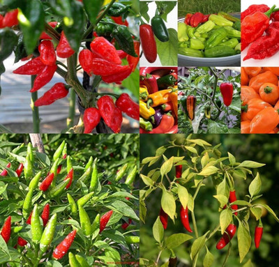 ibains Chinese chilli seeds beez 53 Seed(53 per packet)