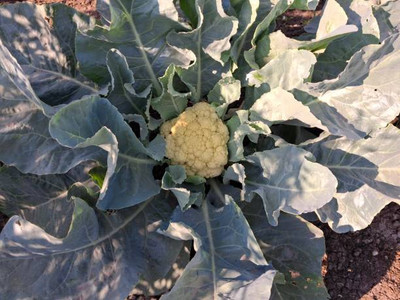 Kesariwala white cauliflower,gobhee seeds Seed(20 per packet)