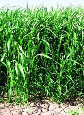 BSARKAR Hybrid best Sudan grass seed Seed(100 per packet)