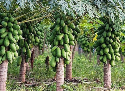 jui halder Papaya Seed(210 per packet)
