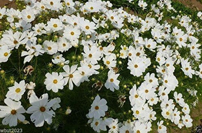 Qualtivate XLL-182 COSMOS Seeds -DWARF White Seed(25 per packet)
