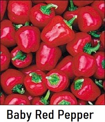 KNESSiN Disease-Resistant Baby Red Capsicum Vegetable Seeds For Planting-(100 Seeds) Seed(100 per packet)