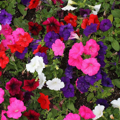 XOLDA Petunia Mix Flower Seed(50 per packet)