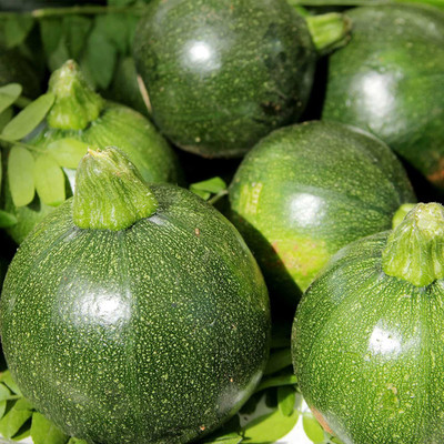 CYBEXIS VXI-70 - Eight Ball Zucchini Summer Squash - (75 Seeds) Seed(75 per packet)
