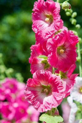 Bula Plant House Hollyhock Flower Seed(90 per packet)