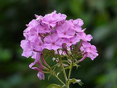 CYBEXIS New Tall Purple Phlox Paniculata Garden Summer Native Hummingbird Flower Seed(1 g)