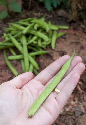 Quentova Cluster (Gawar) Bean-4U-US Seed(50 per packet)