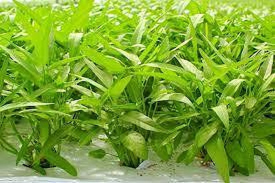 Seedsqlty Water spinach seeds desi Seed(800 per packet)
