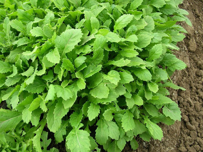 KNESSiN XI-34 Salad Rocket Wasabi Seed(200 per packet)