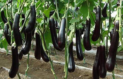 AMAJIT Hybrid Brinjal purple/Black/Begun /Farming|Garden | Bengan | SeedS(61 SEEDS) Seed(61 per packet)