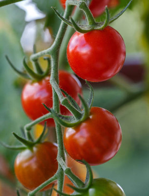 RoyalGardening tomato Seed(100 per packet)