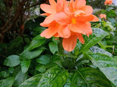 Radhakrishna kanakambaram-firecracker-crossandra Seed(25 per packet)