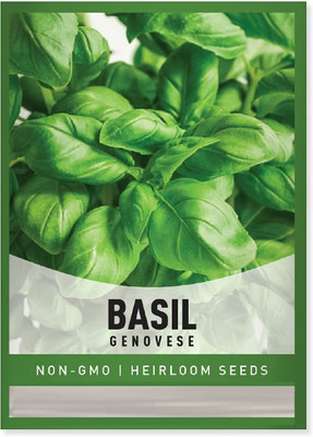 CYBEXIS XLL-52 - Genovese Basil - (1500 Seeds) Seed(1500 per packet)
