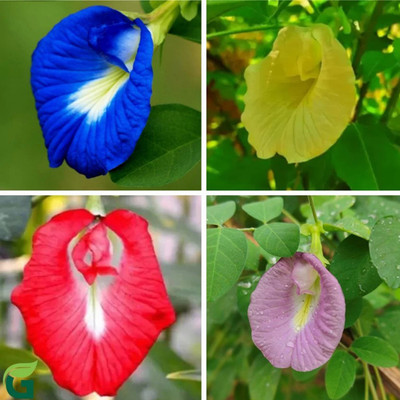 SeeGreen Aparajita Double Mixed Seeds All Color, Butterfly Pea Seeds, Clitoria Ternatea Seed(15 per packet)