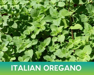 Quentova Italian Oregano Organic-VISHVA-7J Seed(300 per packet)